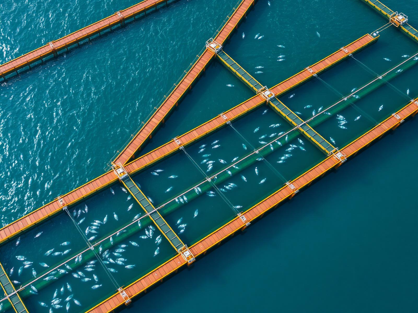 Diving Boat